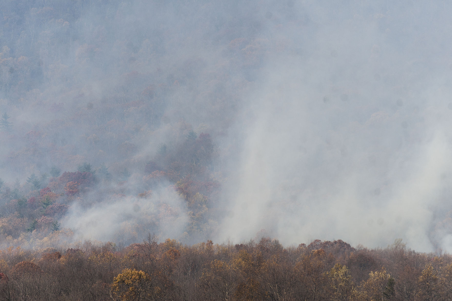 Forest Fire